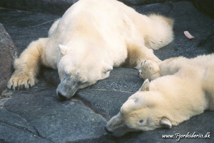 Zoo KBH 1998 0013.JPG